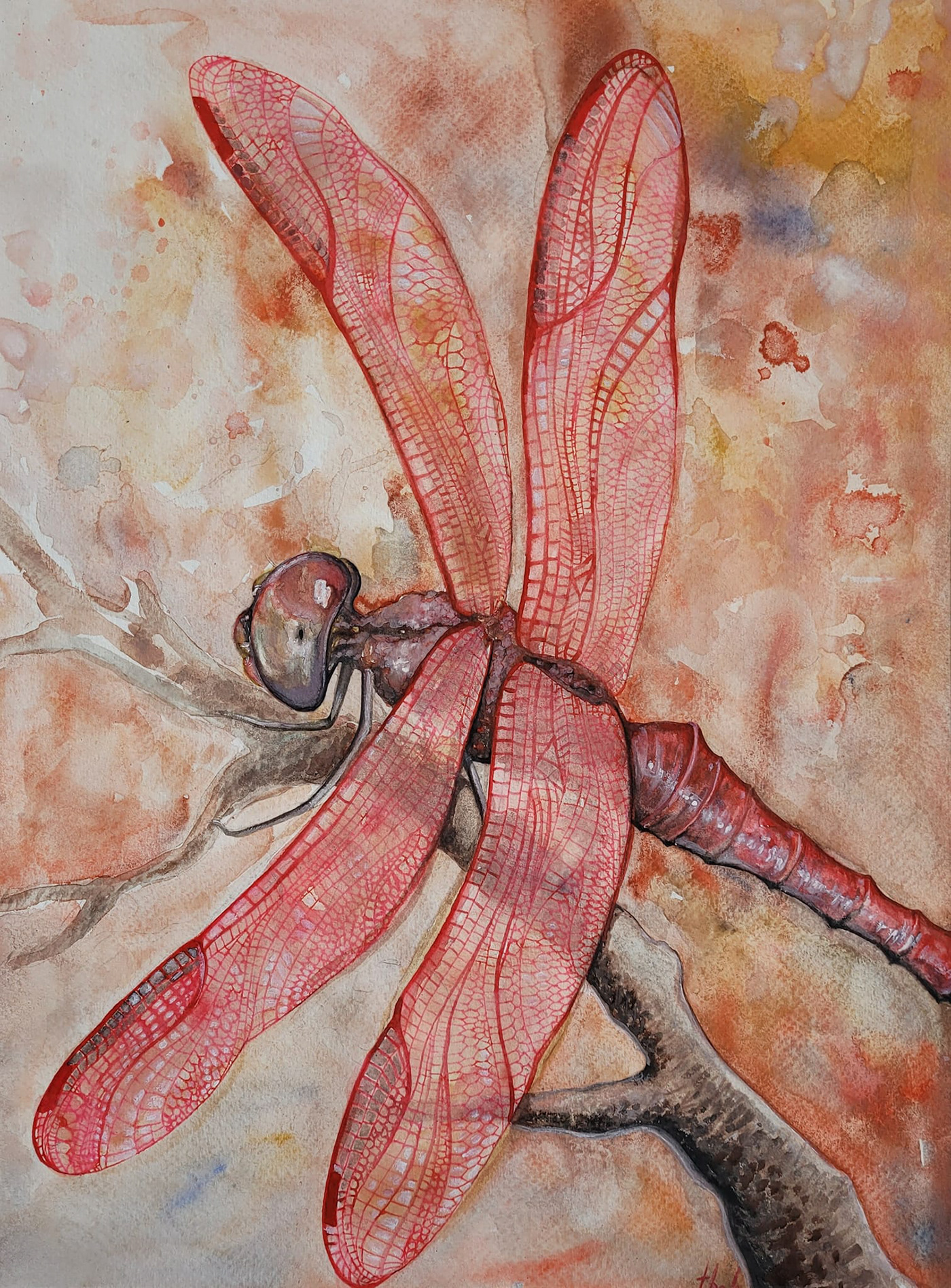 akatombo aquarelle art artist artwork dragonfly painting   red watercolor