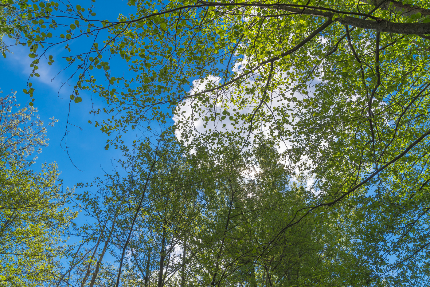 concept SKY blue trees clouds SUNNY DAY colors Photography  Project photo collection