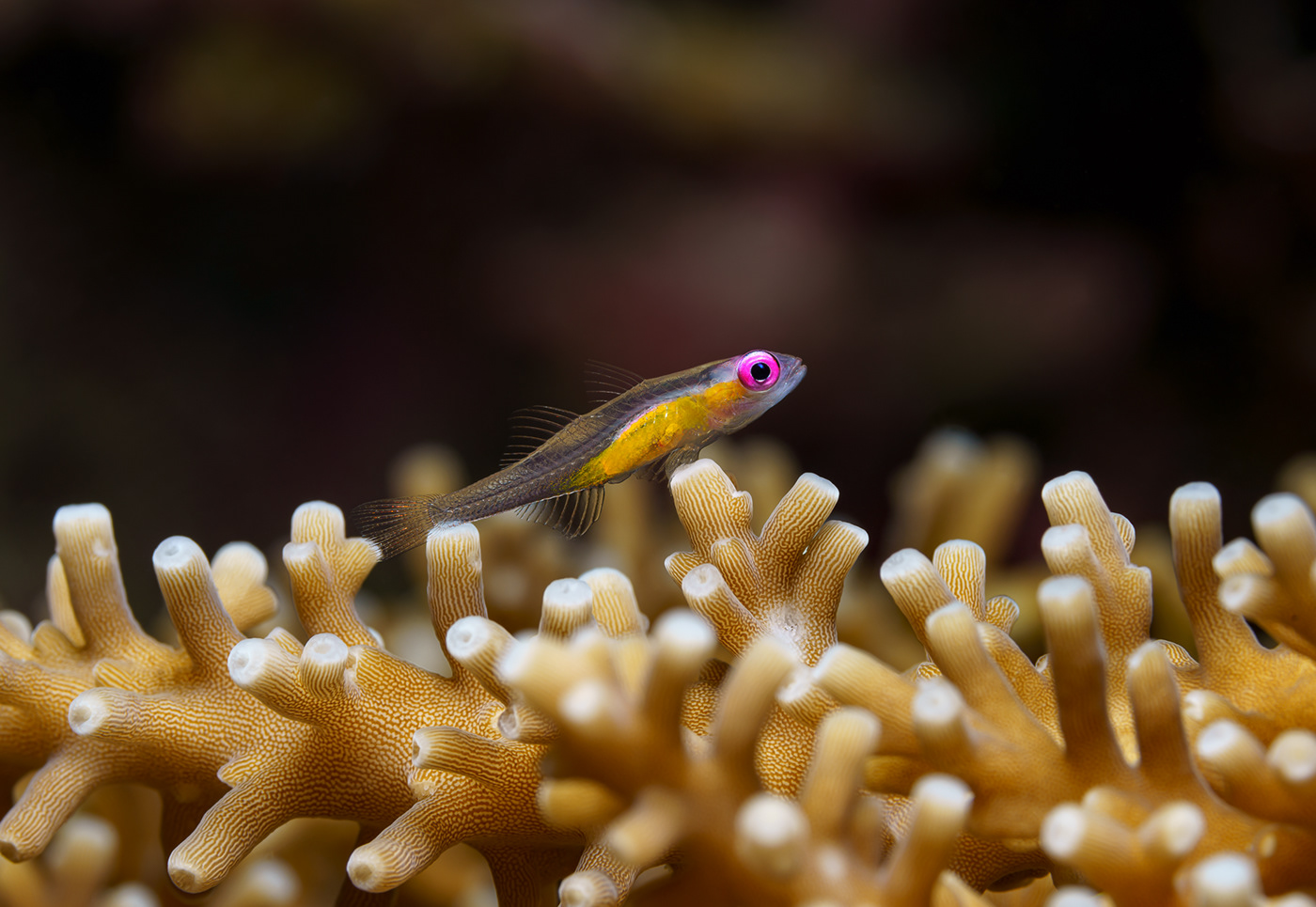 animals diving fish macro Nature Ocean Photography  underwater wildlife philippines