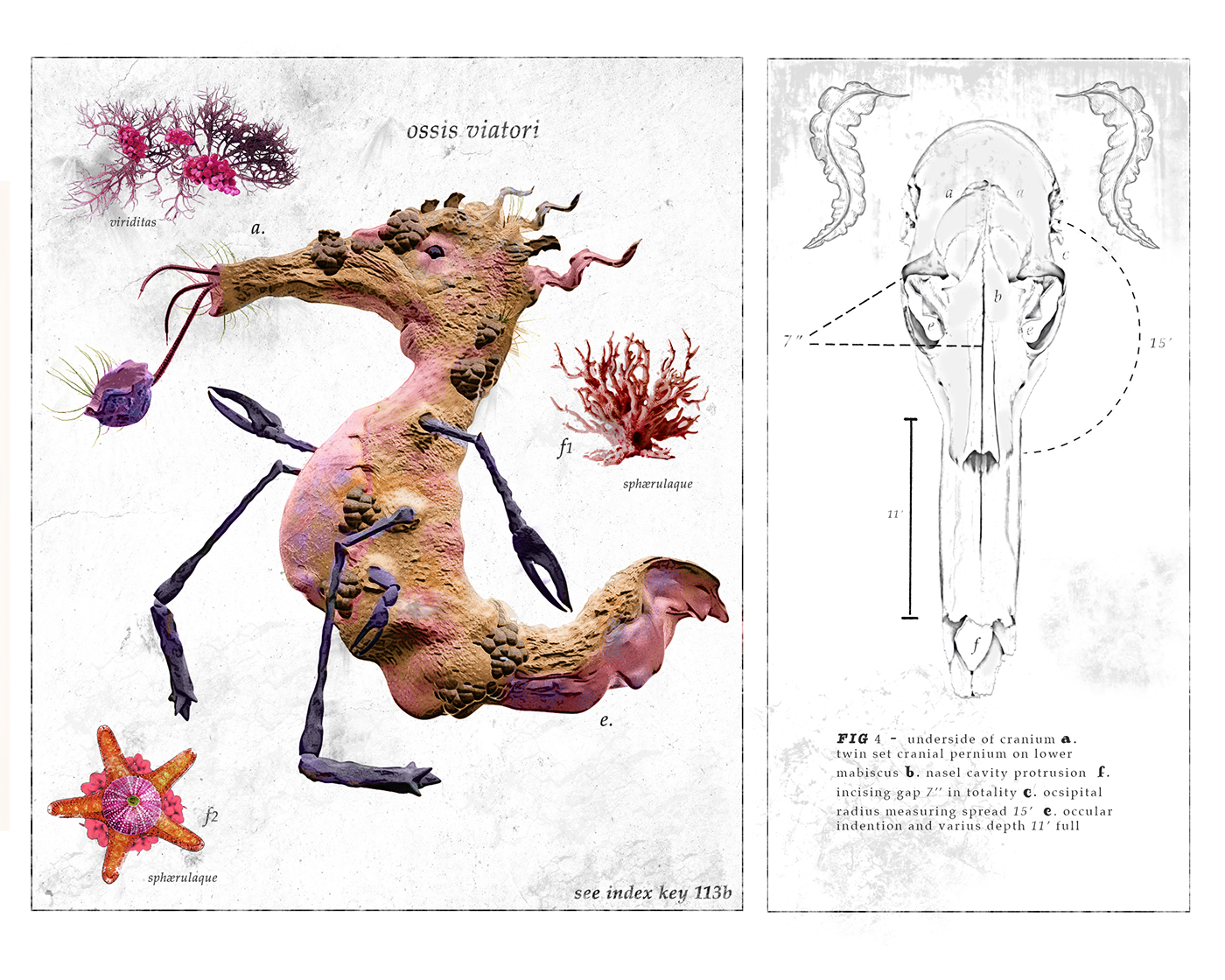 creepy 3d modeling Digital Art  creatures scientific illustration field journal fantasty Imagine speed render weird