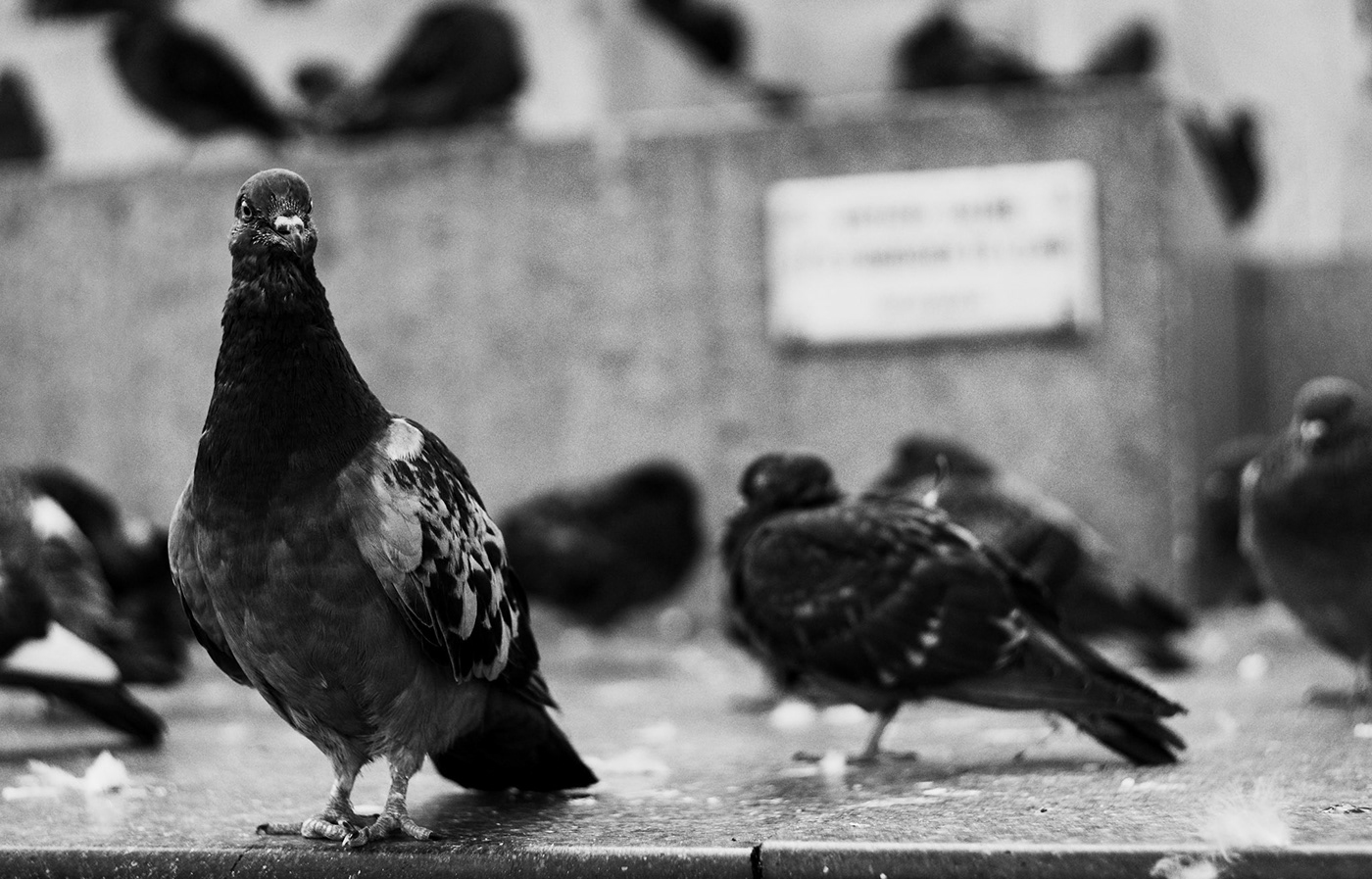street photography Urban pigeon milano milan City Life black and white