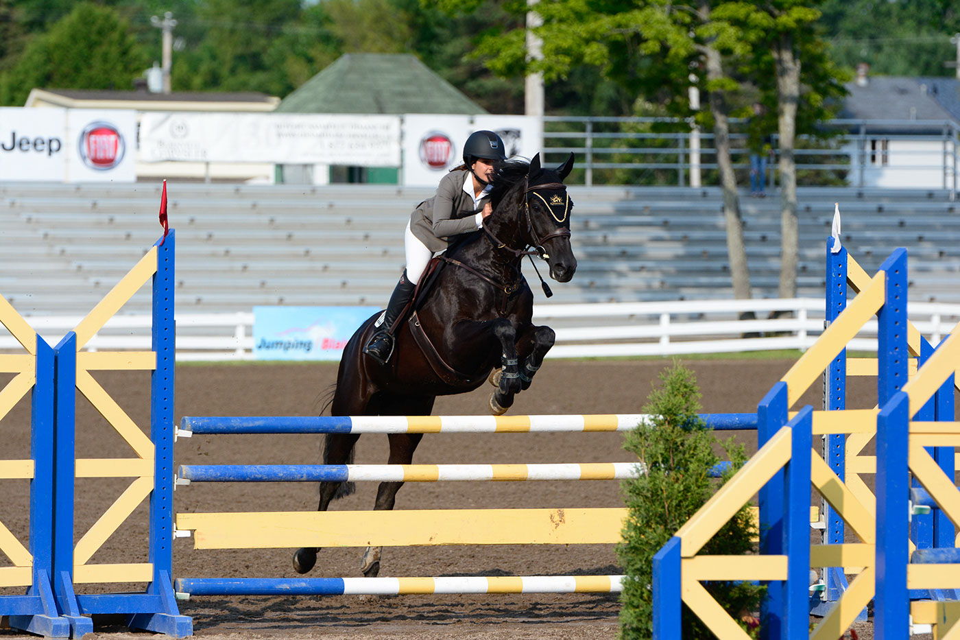 horse horses jumper hunter Jumping Blainville Horse Show