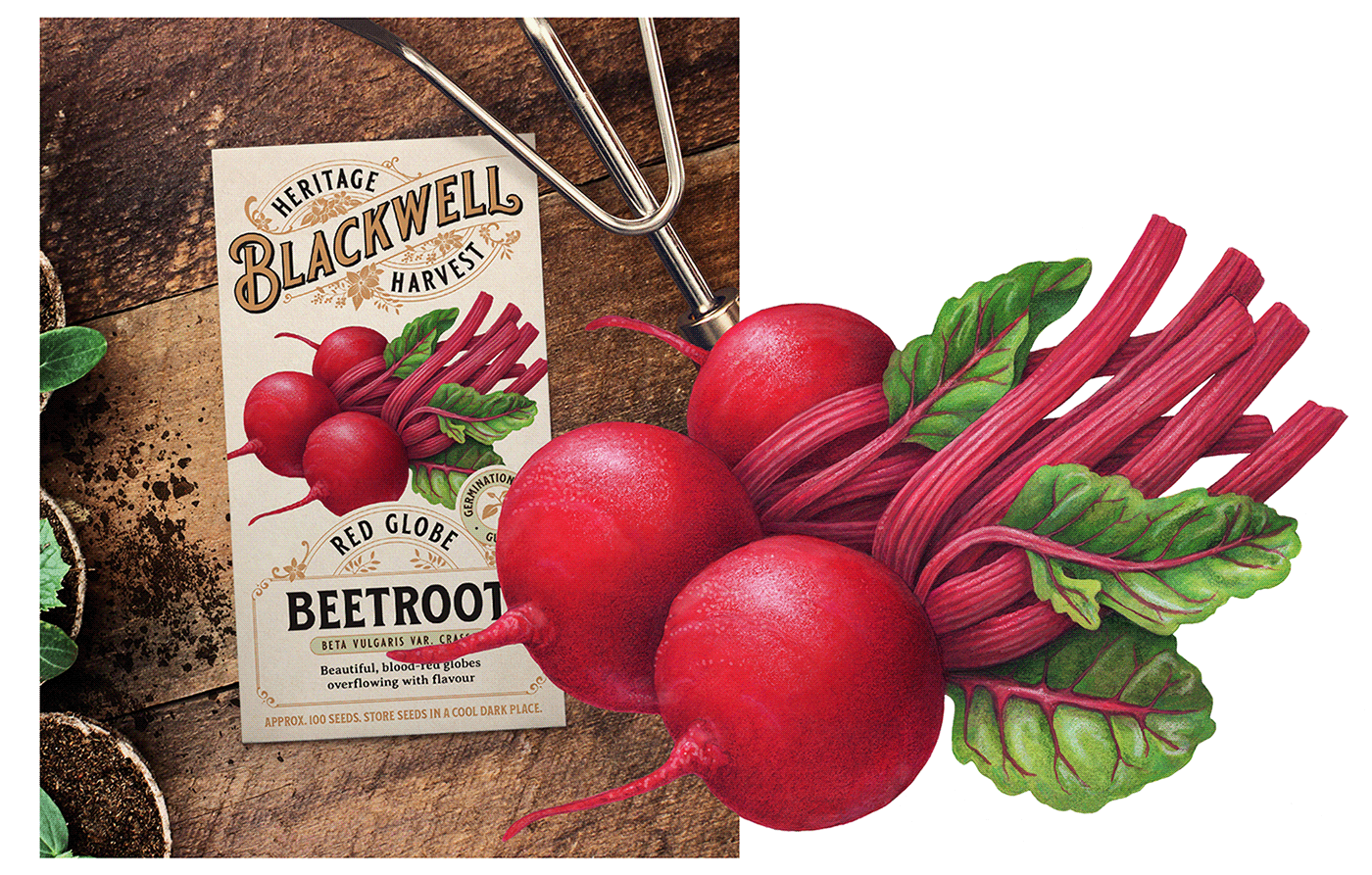 Traditional illustration of a bunch of beetroots used for seed packet packaging.