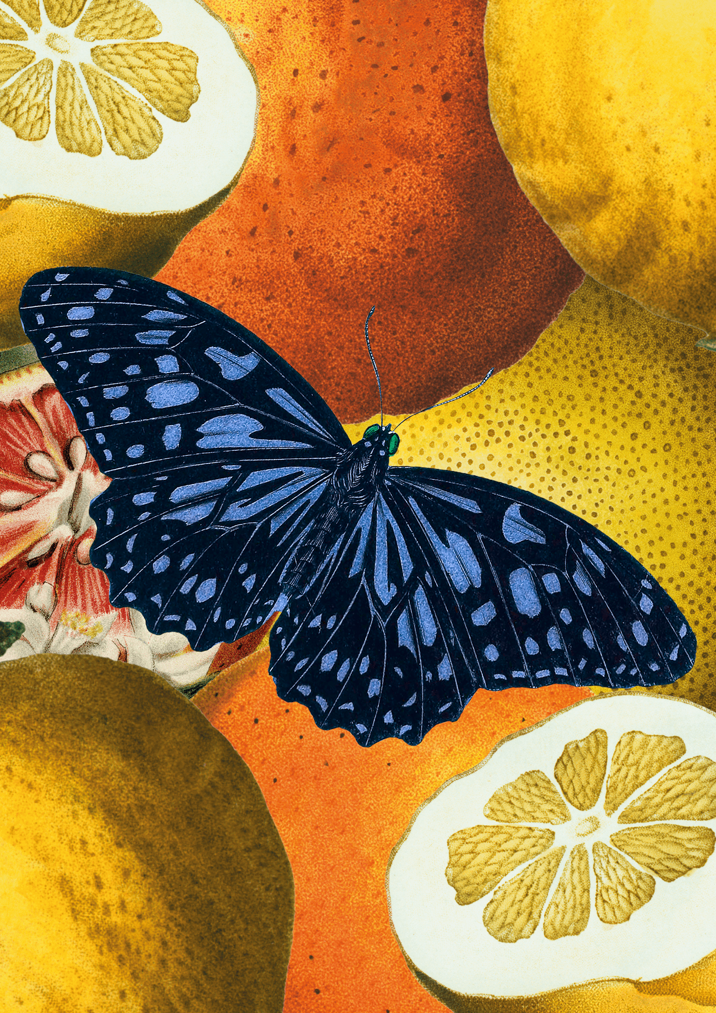 butterflies colorful Fruit ILLUSTRATION  Poster Design vintage Vintage Design