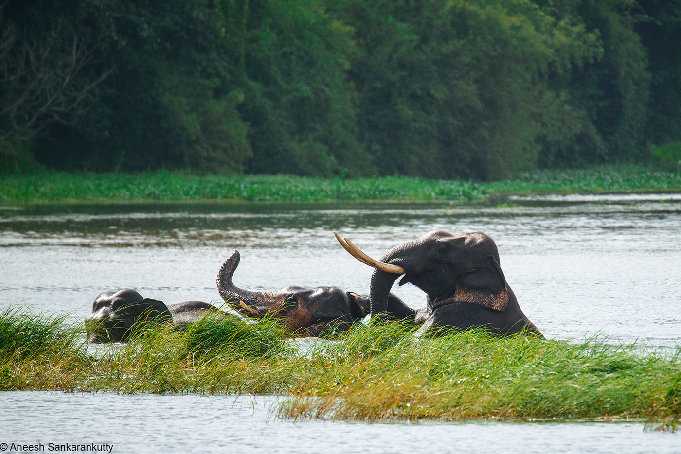 elephants kerala tamilnadu animals Nature wild Captive elephasmaximusindicus India Landscape