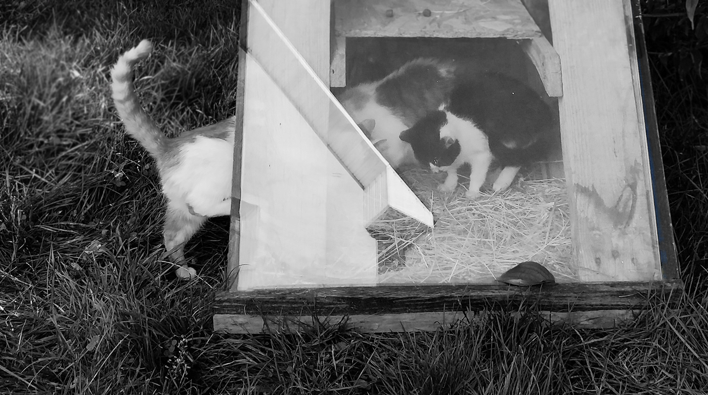cathouse petfurniture productdesign catshelter outdoorfurniture woodwork catdesign