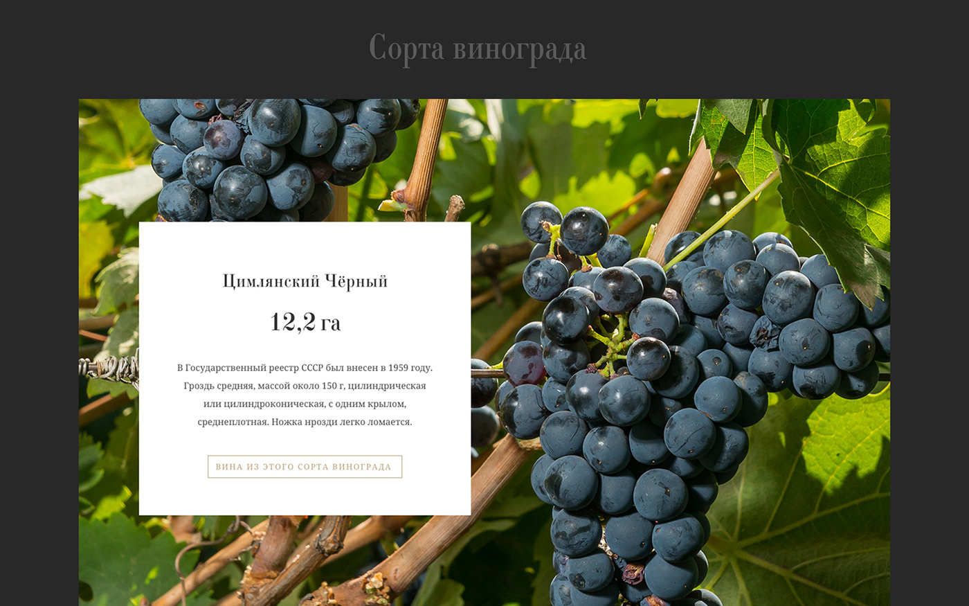 wine Winery Vedernikov