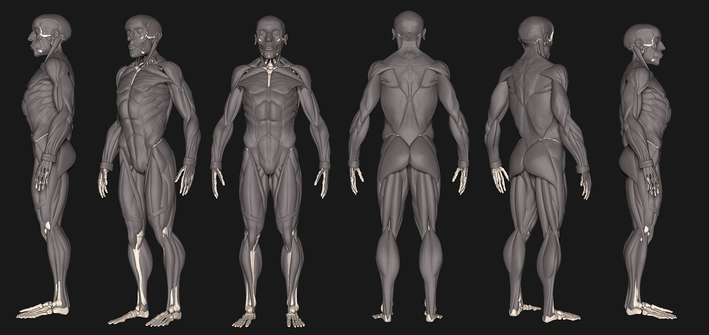 3D anatomia diseño de personajes Escultura Digital  Huesos musculos Zbrush