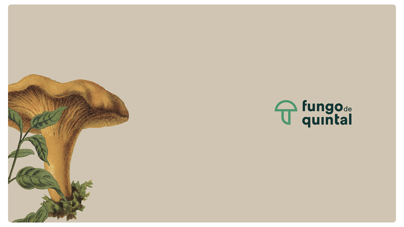 alimentação botanical cogumelo Fungi fungodequintal fungus healthy food mushroom sustentabilidade
