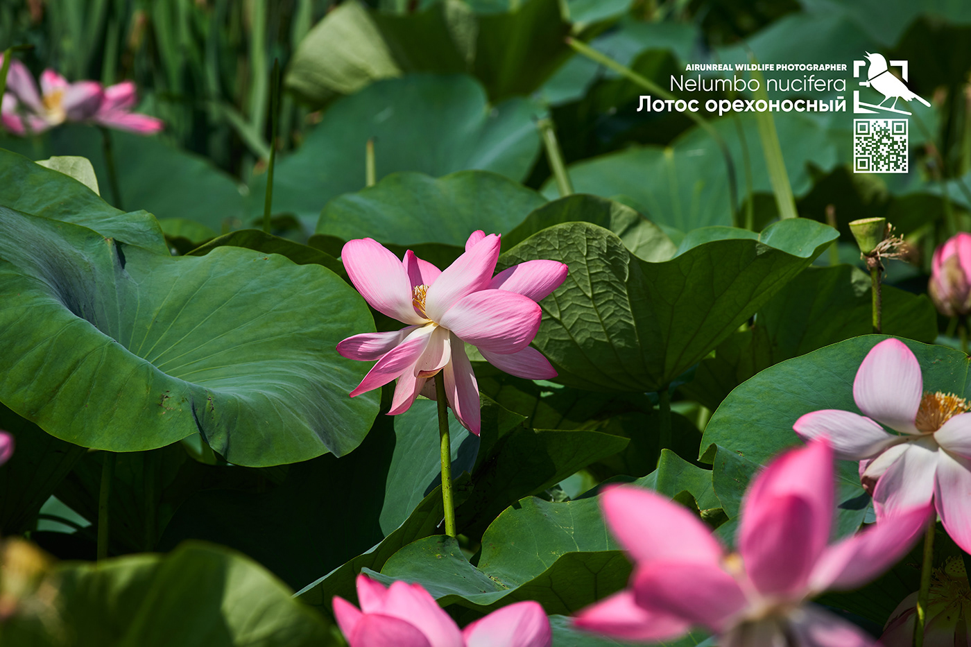 astrakhan flower Indian lotus Laxmi lotus Lotus Nelumbo nucifera Russia sacred lotus