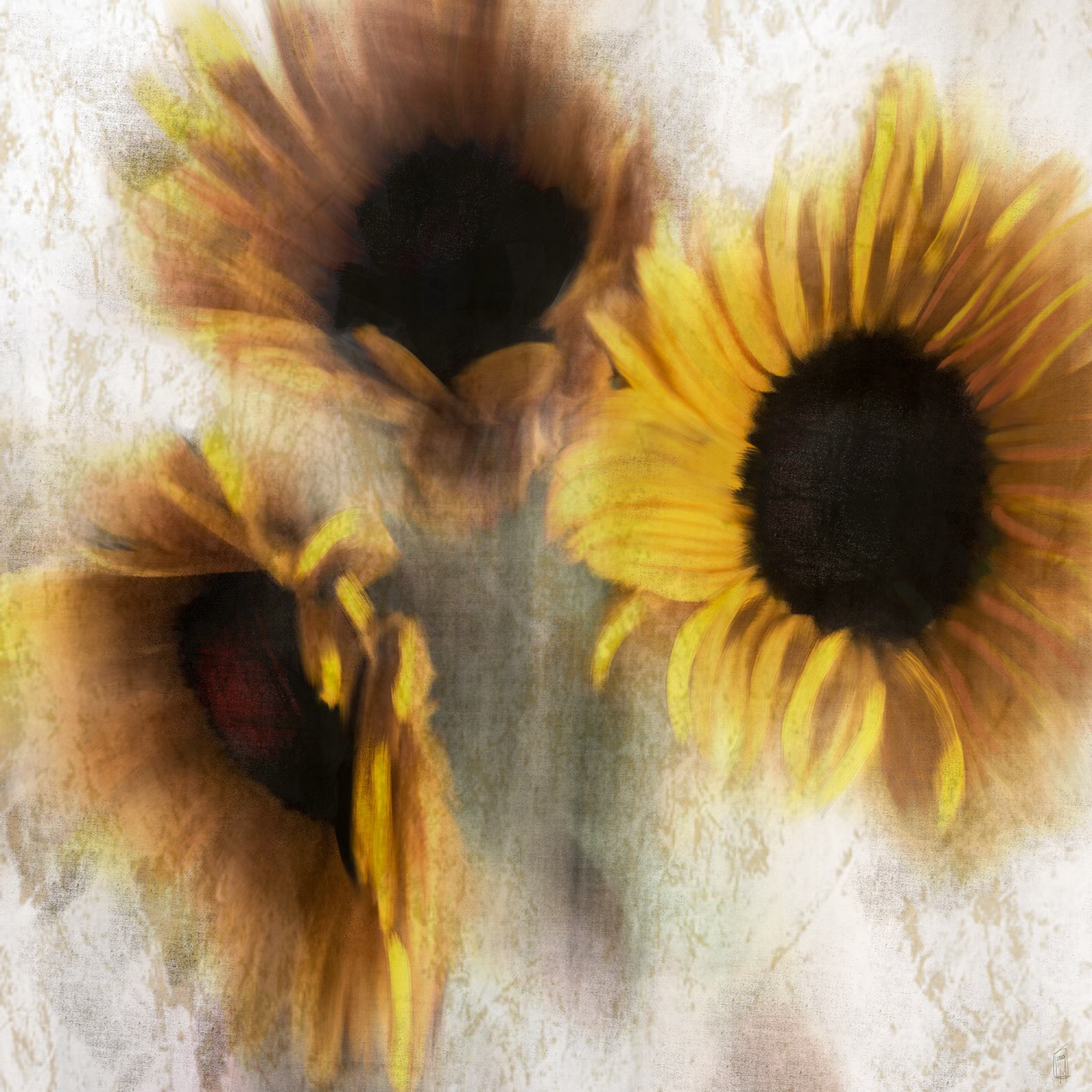 Digital Art  Flowers Photography 