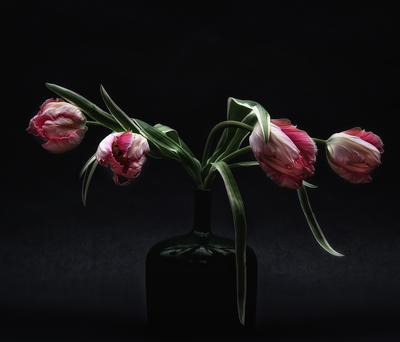 flower tulips Photography  lightroom photoshop