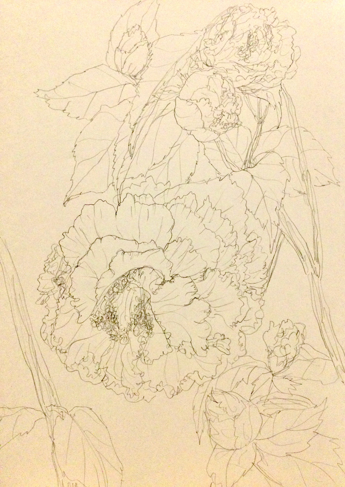 flower sketch Camellia pencil painting   ILLUSTRATION 
