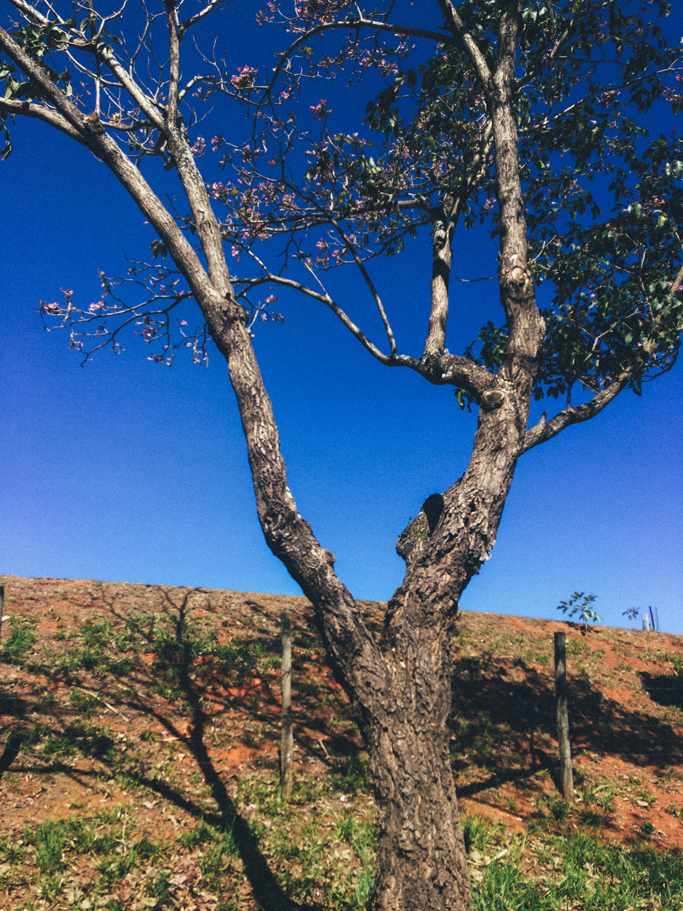 Brasil iPhon iphone iPhone photography iphone se Nature Photography  são paulo