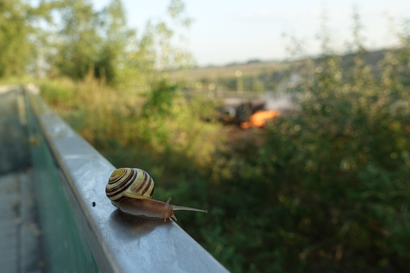 Abstract Art animals snail Photography 