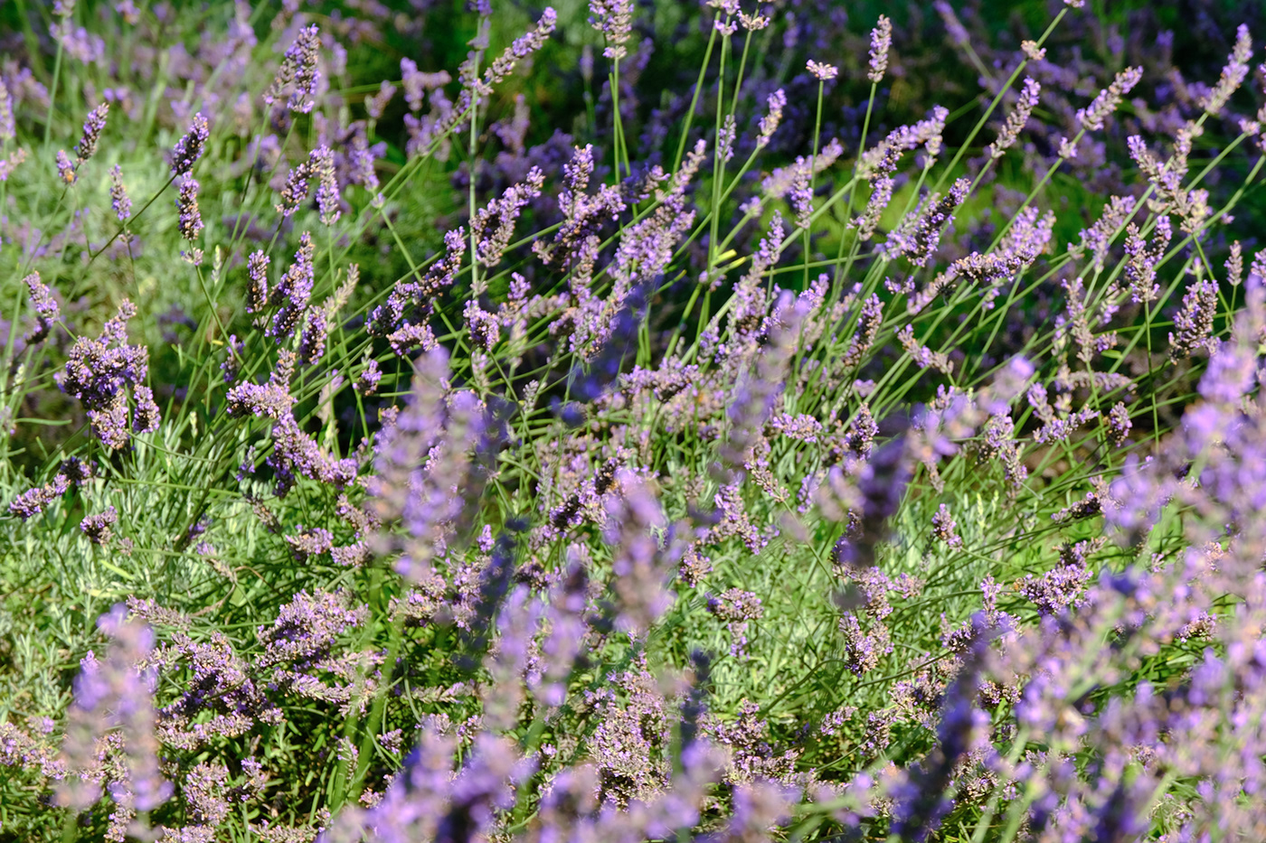 lavender field purple color summer Italy Flowers flower Nature natural agricolture rural countryside Brescia Lombardy