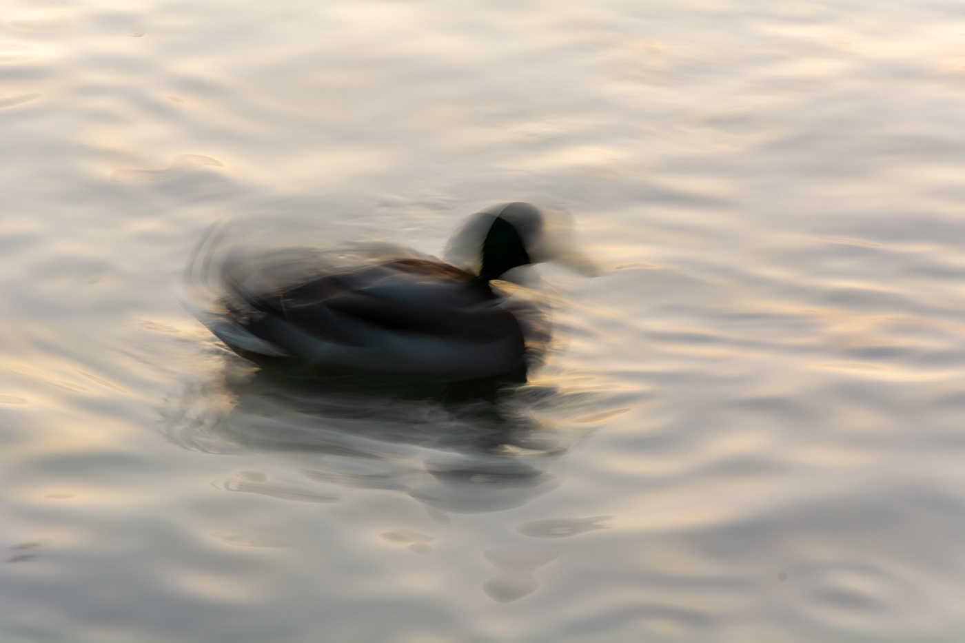 water Nature duck ICM