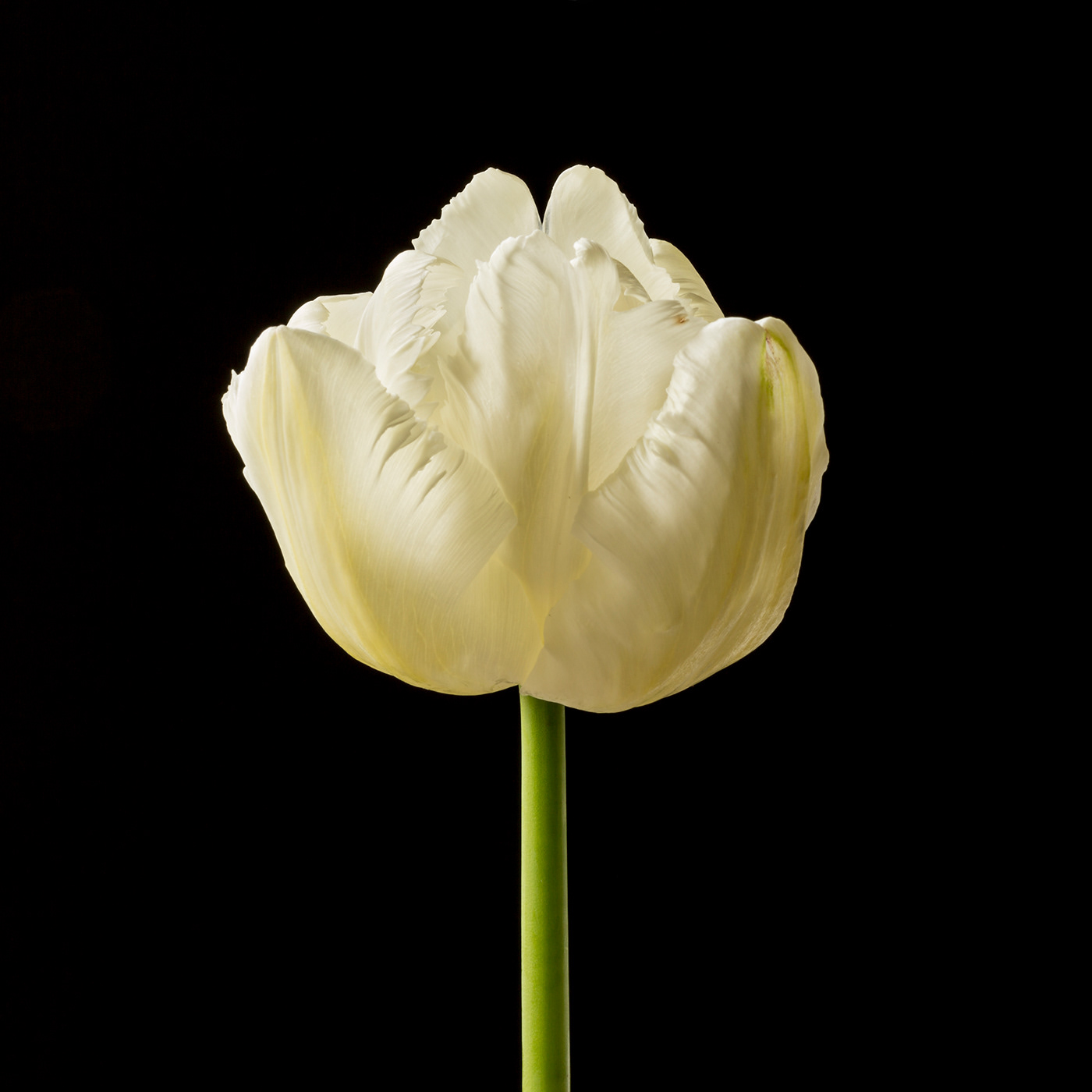 fine art Flowers floral Nature botanical color peony poppy calla tulip