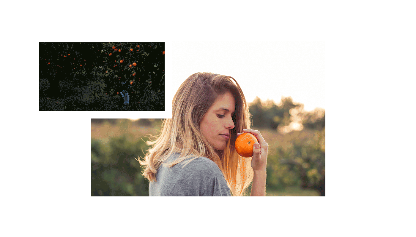 Photography  animation  orange fruits branding  Web Design  valencia spain naranjas