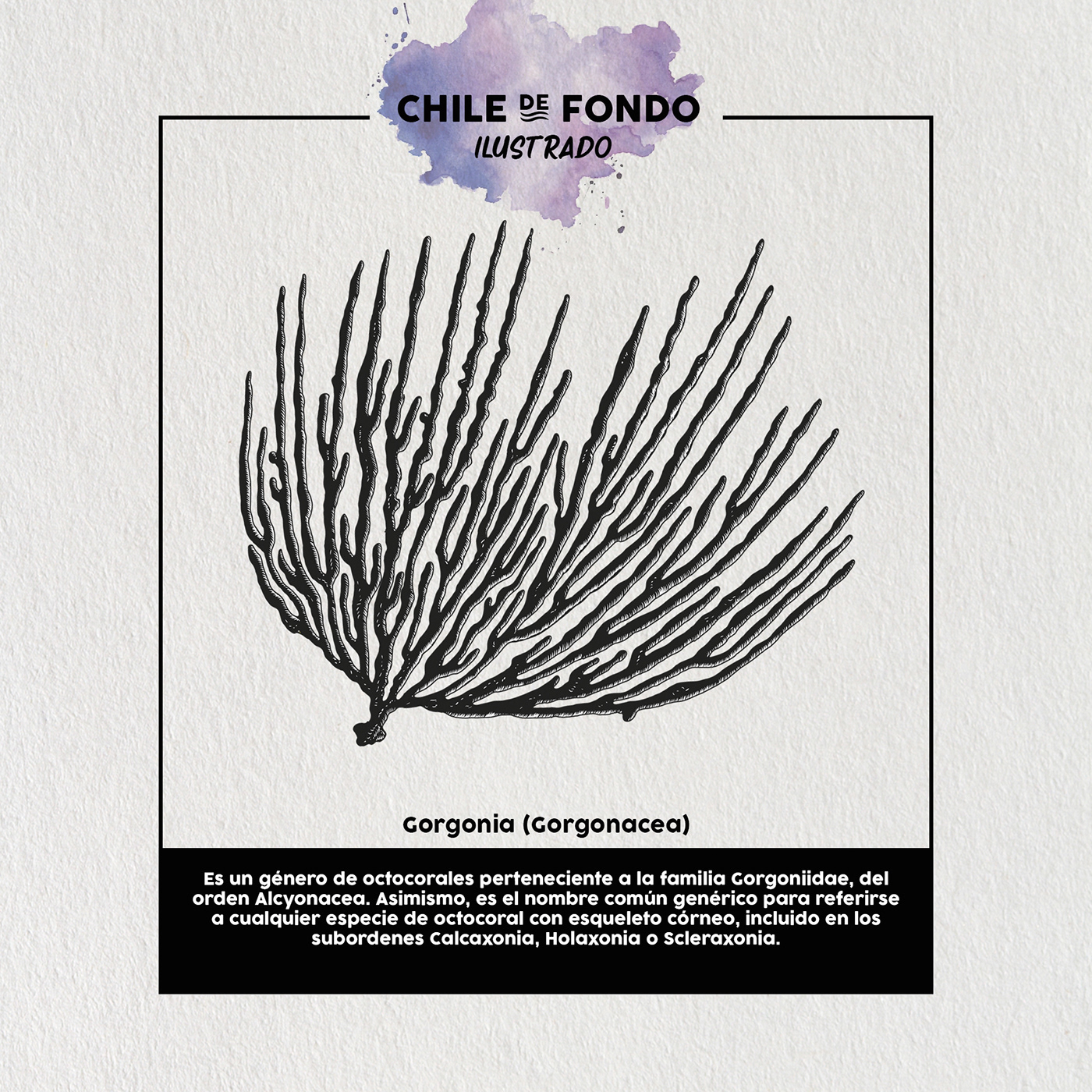 ilustracion chile mar fauna Flora design brand identity visual Brand Design fondo marino