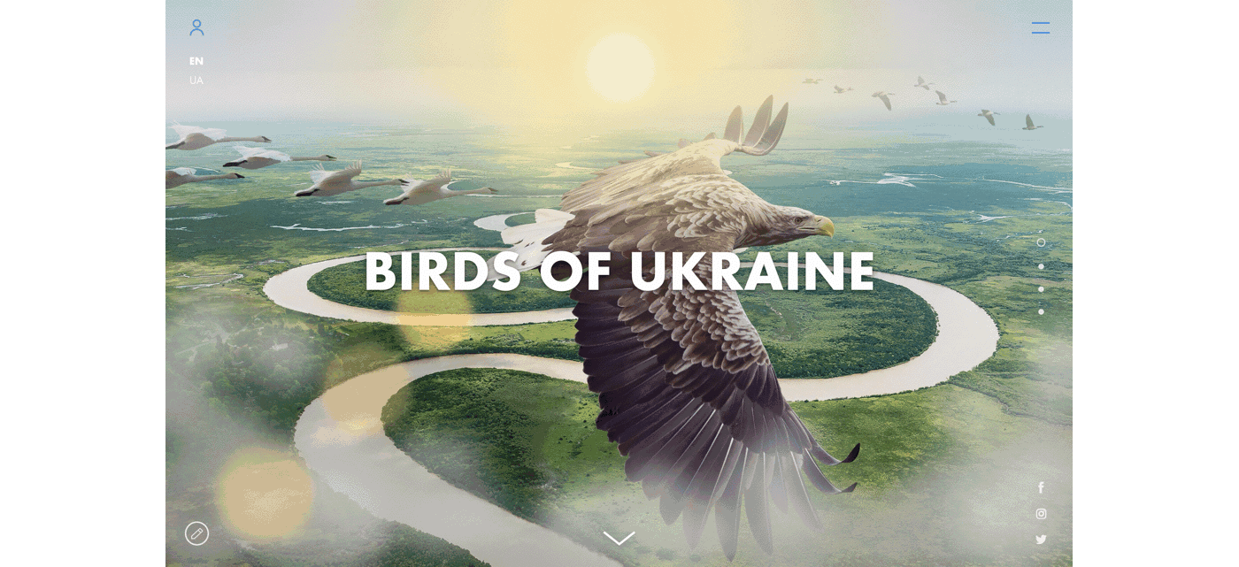 design ux UI Web Design  birds ukraine animation  Screen Design digital brand