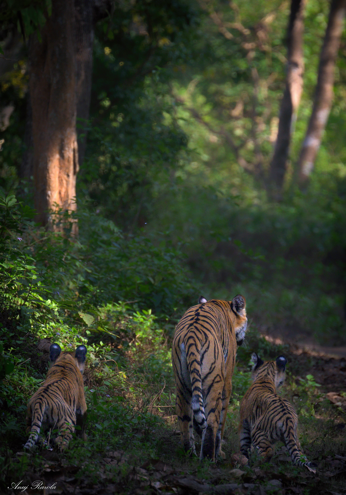 tiger tigers cubs wildlife Photography  Wildlife photography Nikon Cat tourism safari