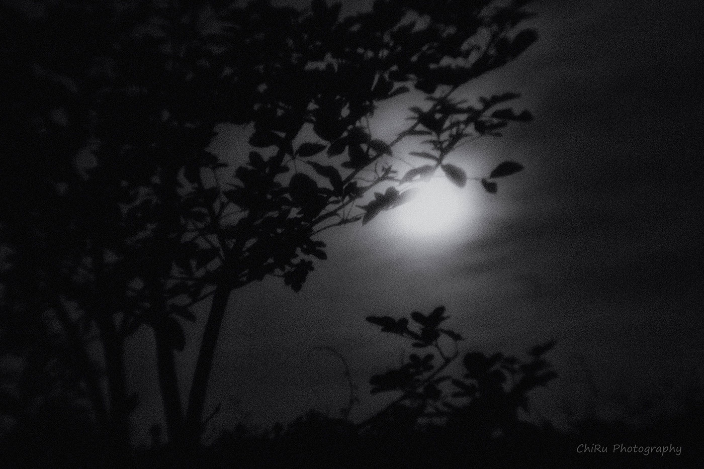 moon SKY Tree  trees Domiplan lowlight