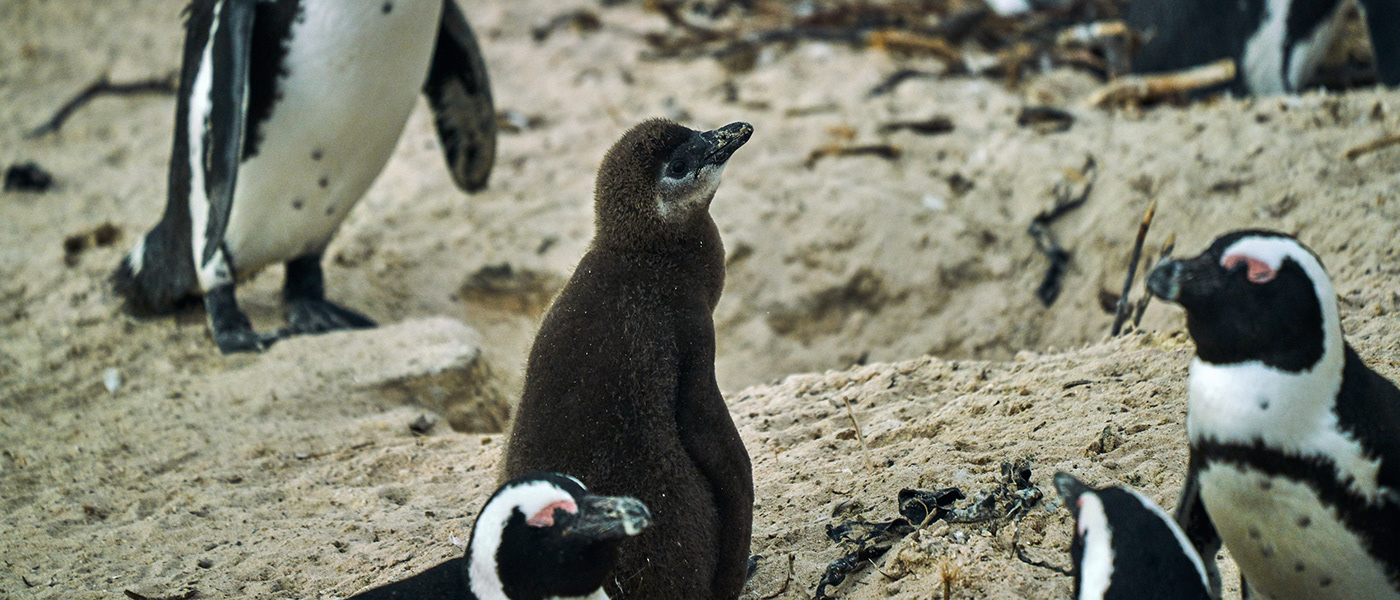wildlife penguin africa south africa a7rii beach animals Photography  birds baby