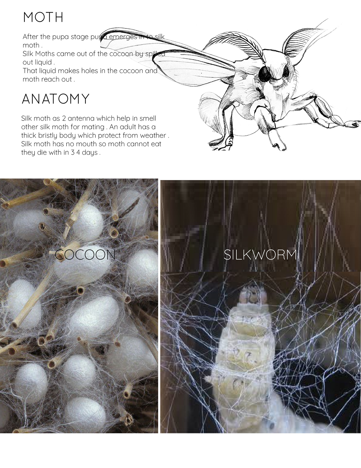 biomimicry insectinspired product design  silkworm