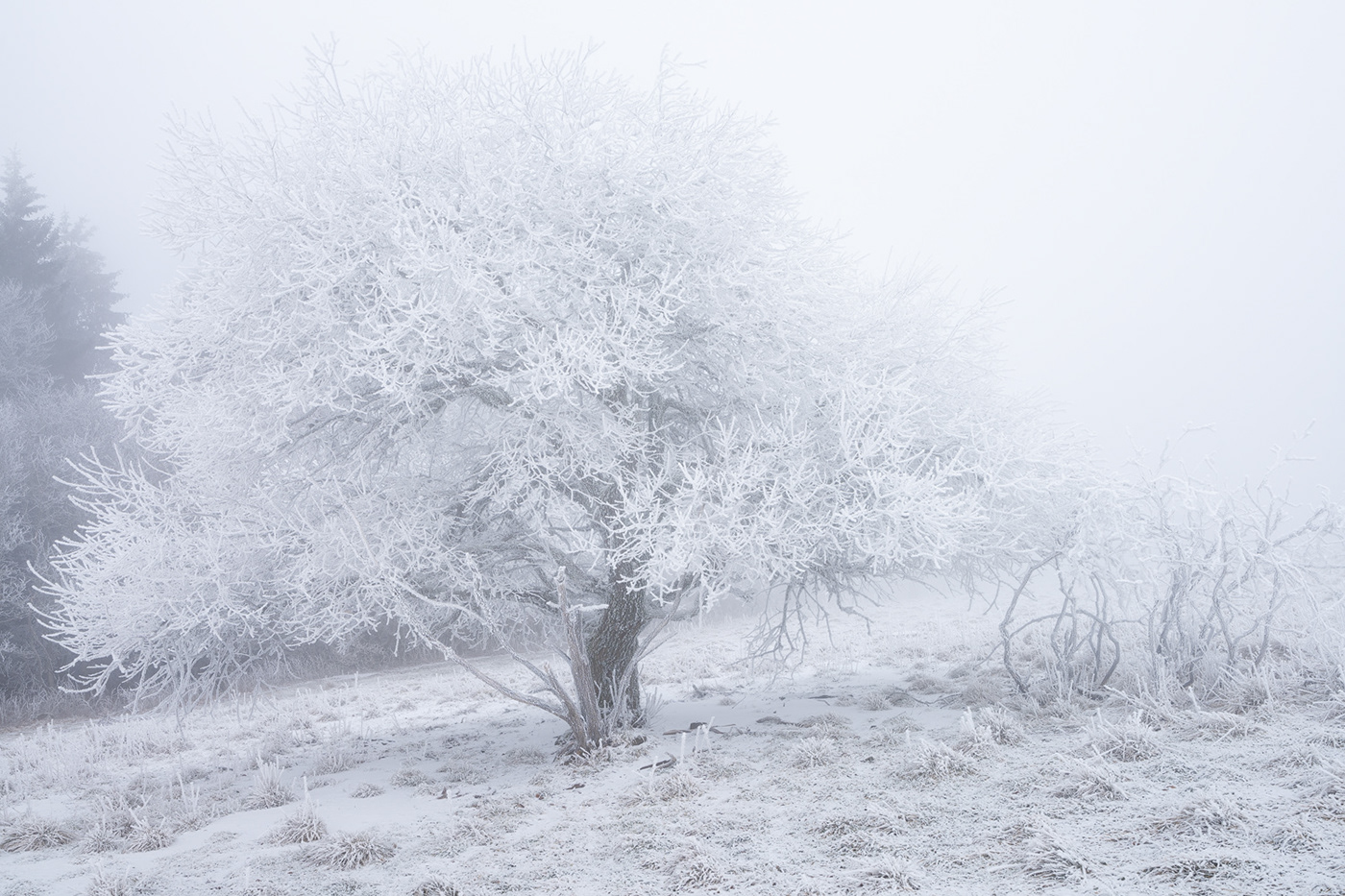 Nature Landscape winter Treescape frozen snow mountain Photography  fog hoarfrost