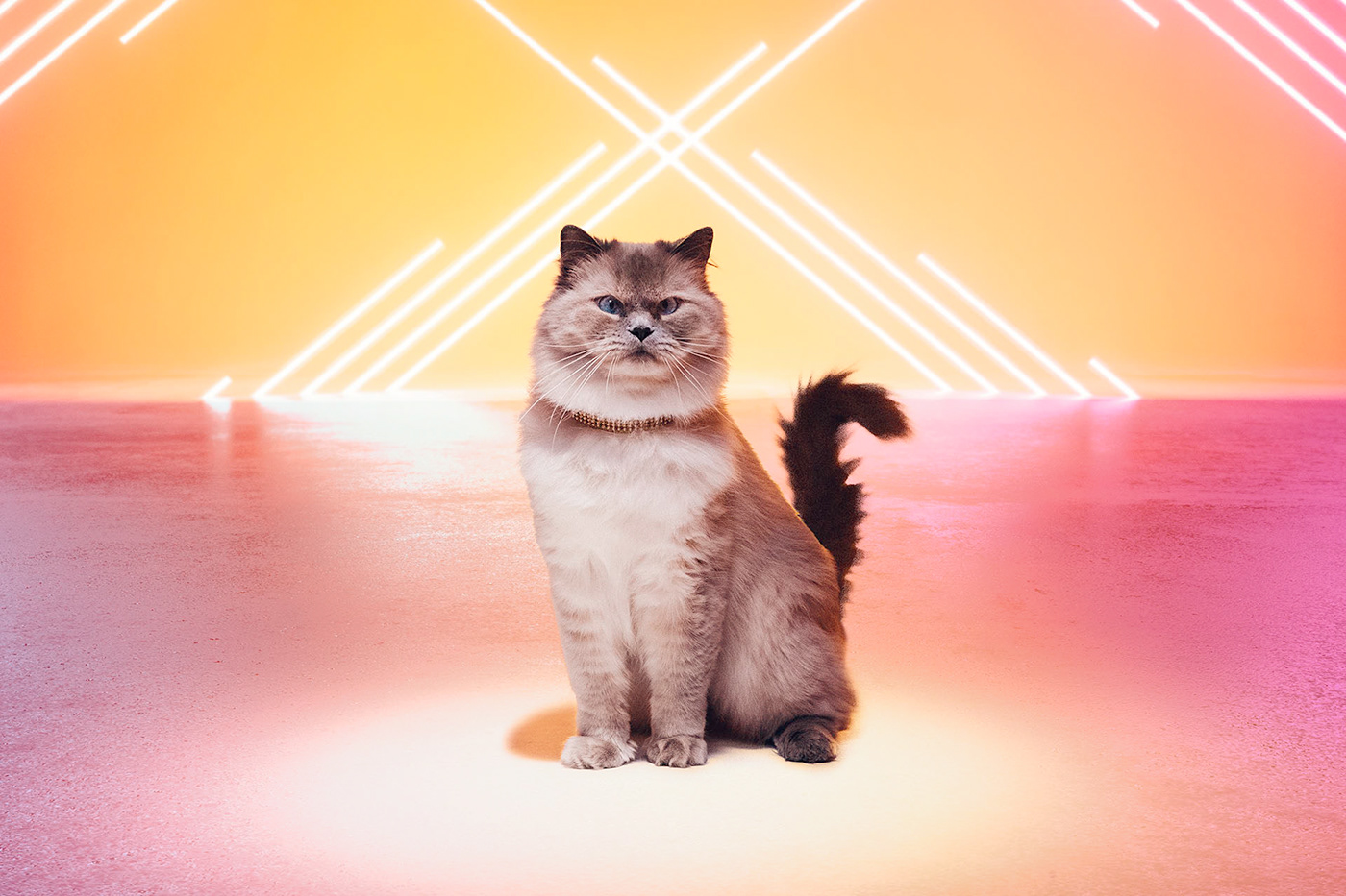Advertising  music video jingle cats pet food pets video graphic design  ILLUSTRATION  music