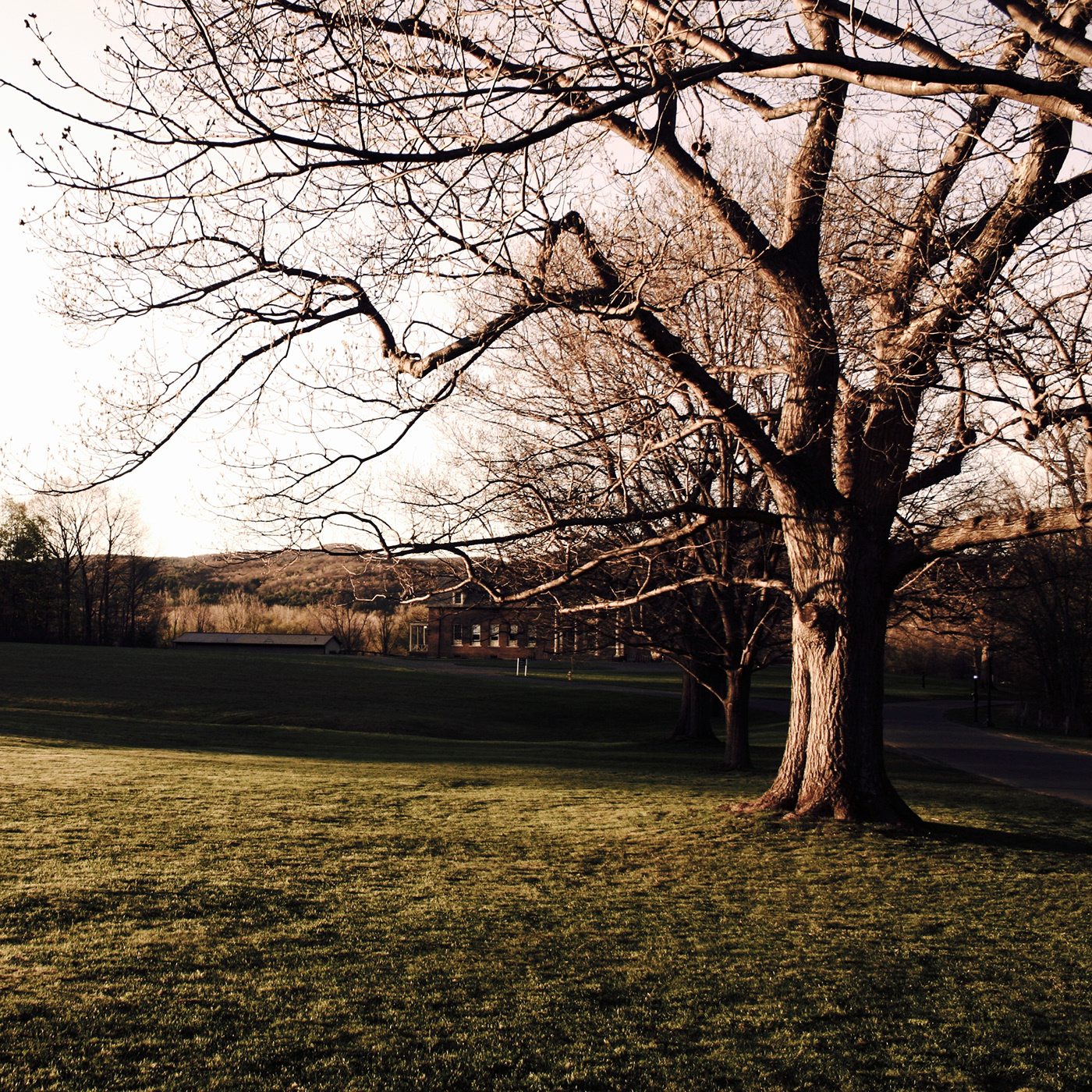 Williams College Williamstown Landscape Tree  Massachusetts