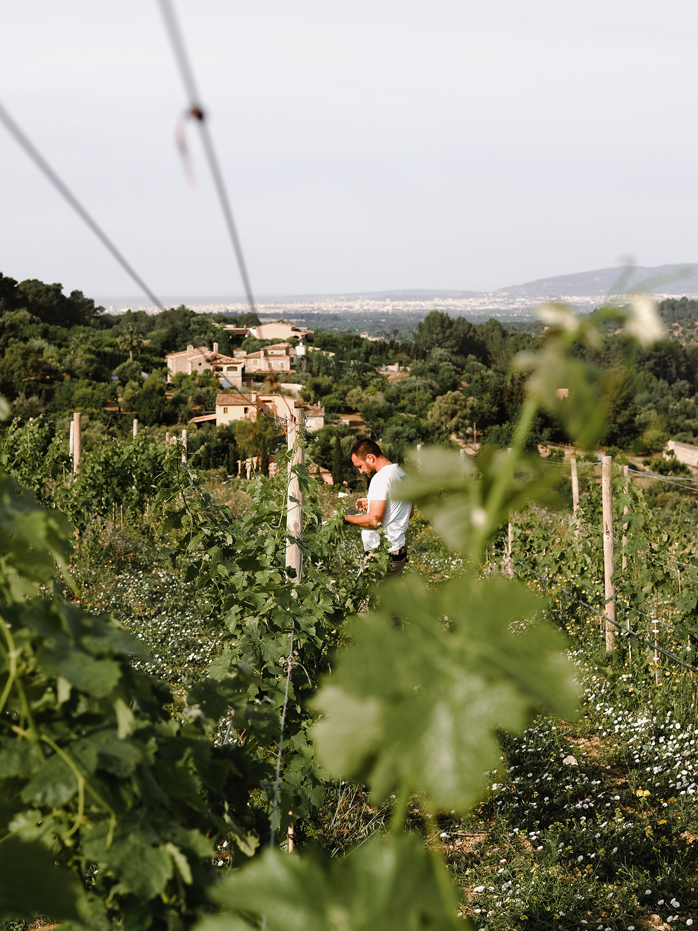 Alaró enoturismo illesbalears Landscape mallorca naturphotography paisaje viñedos vinyes wine