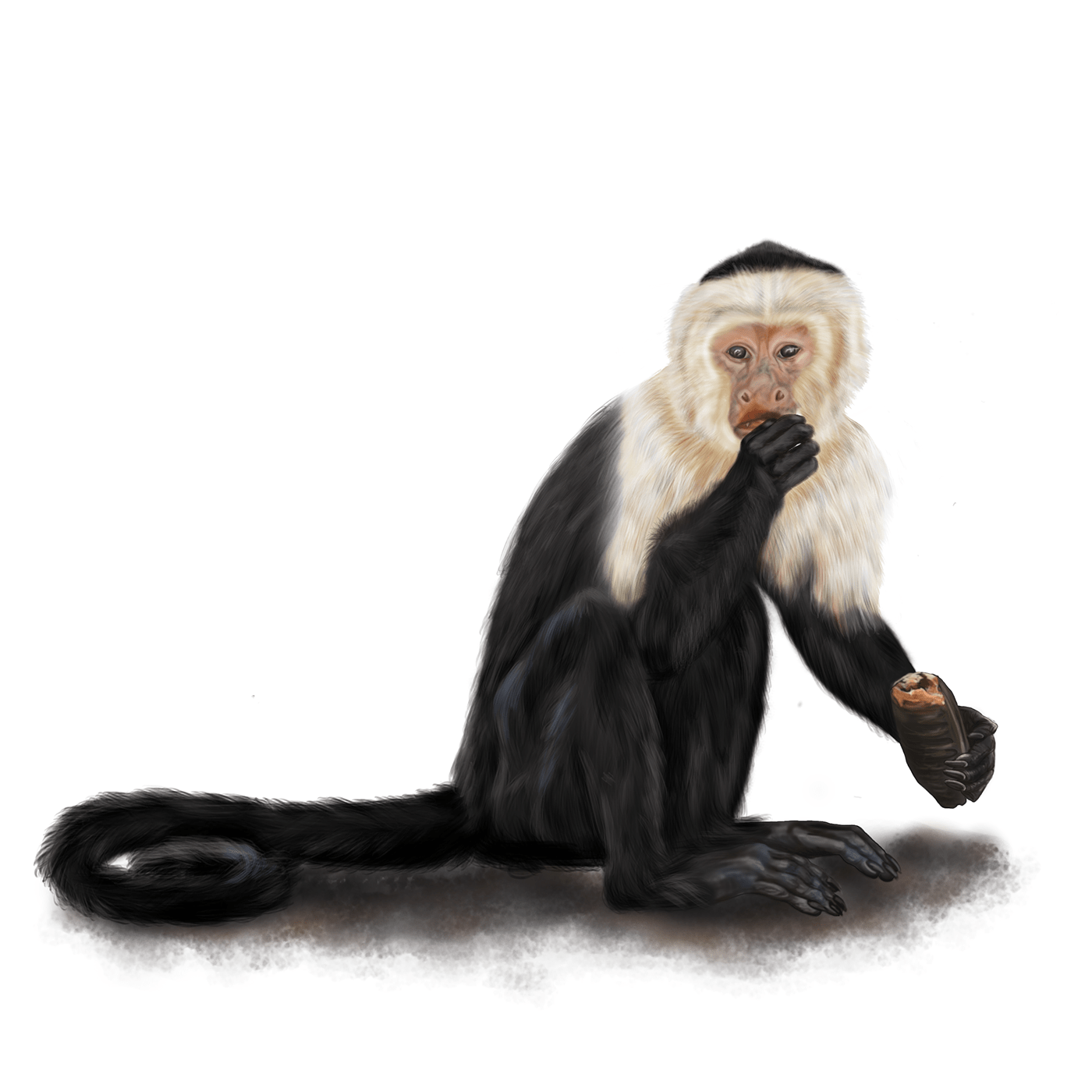 mamíferos Costa Rica ilustraciondigital ilustracioncientífica IlustracionNaturalista monos primates