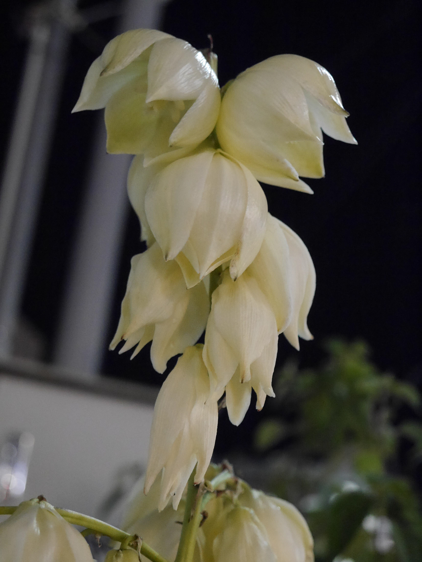 flower yucca