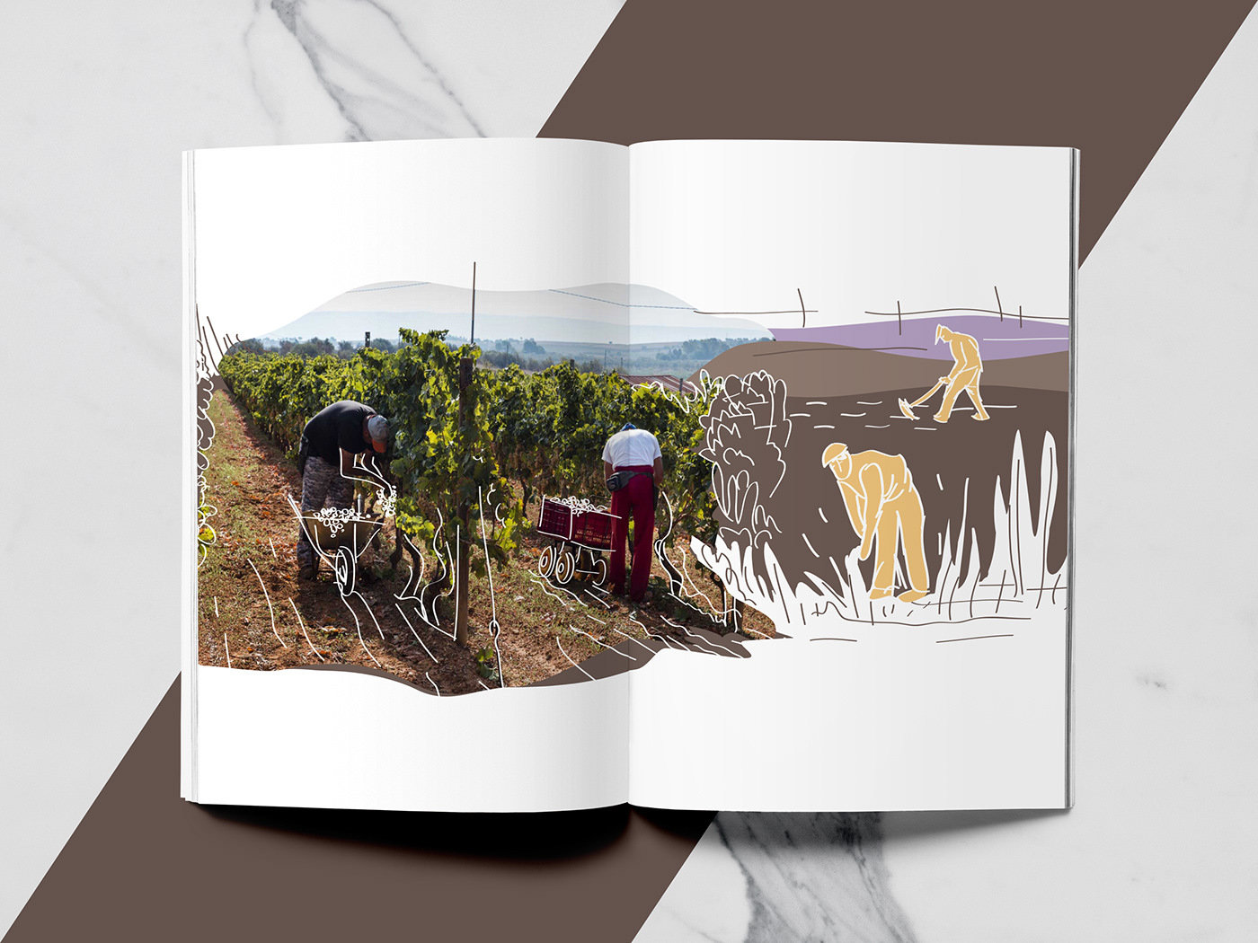 wine Catalogue sicily ILLUSTRATION  Nature design graphicdesign Behance art AdobeIndesign