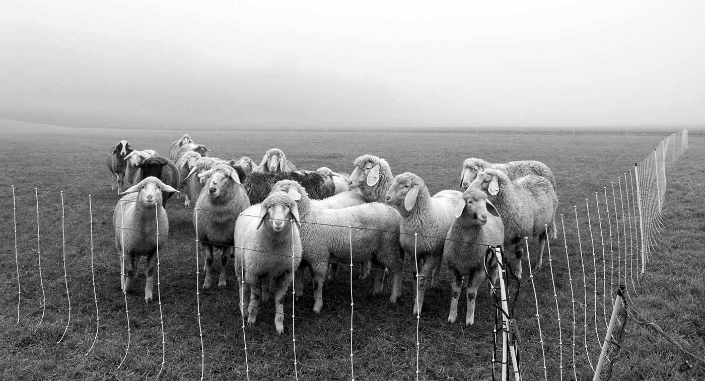 sheep animal Nature Outdoor fog foggy walk 50mm winter black and wite bw noir kontrast