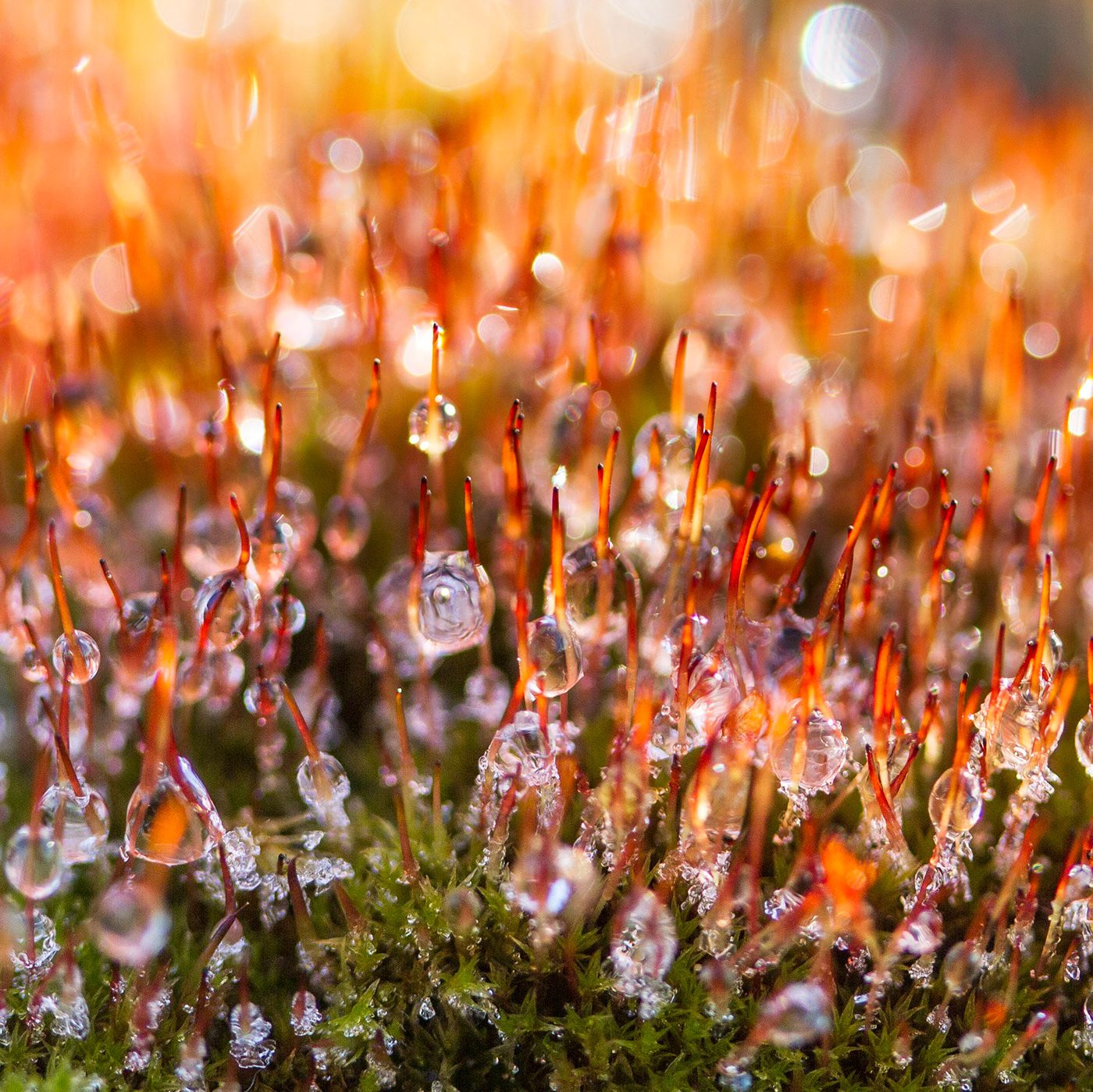 iceland moss Nature macro macrophotography Island Bryophyta lichen mushroom turf