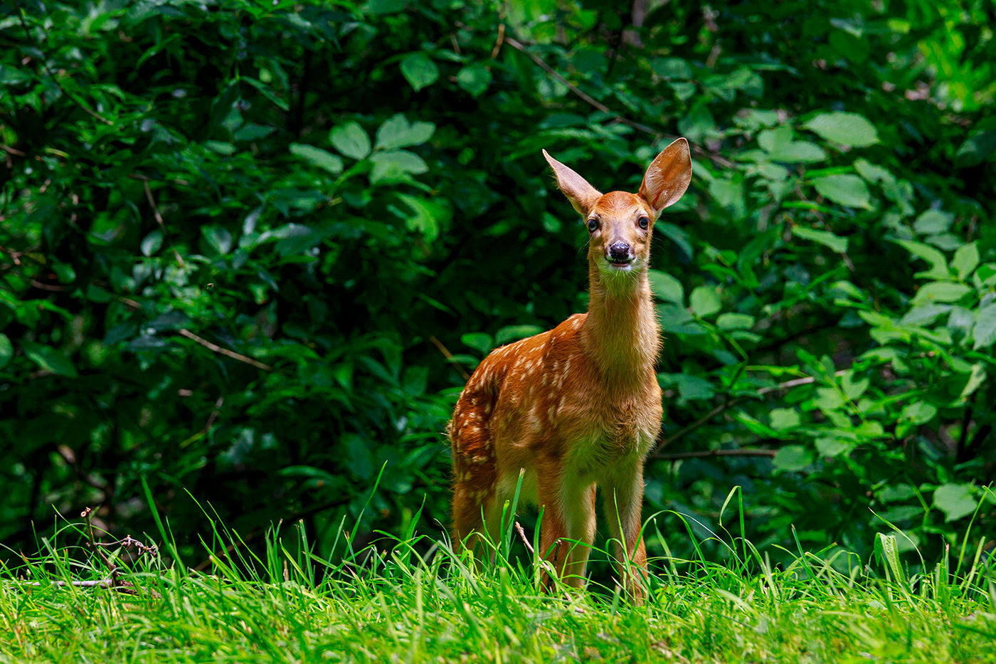 bashful Big Ears cute deer fawn pretty white spots Pennsylvania Pittsburgh schenley park