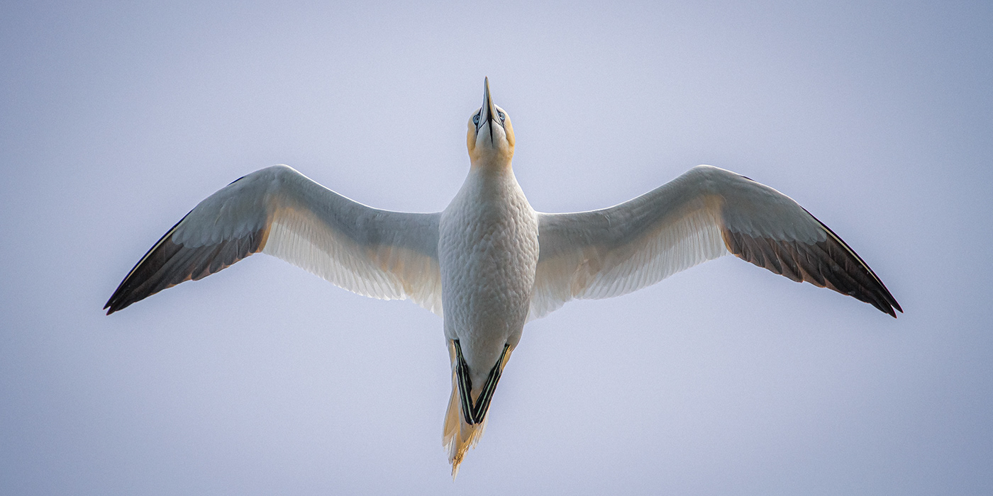 wildlife norway Northern Gannet bird close up sea bird diffrent animal bird in flight