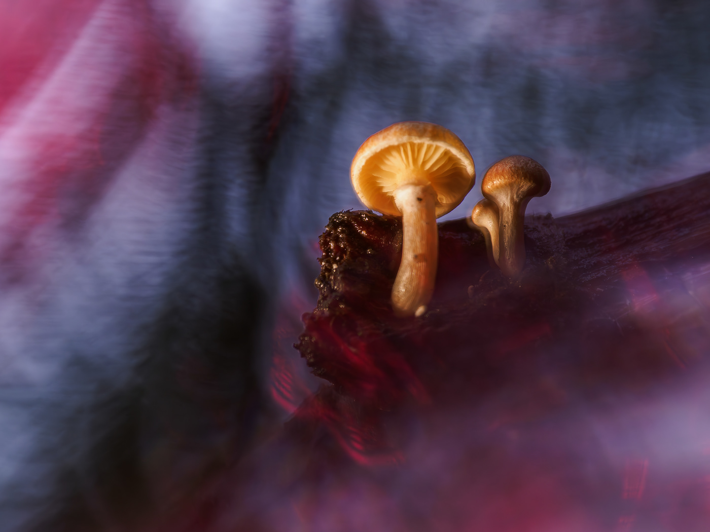 Mushrooms Nature naturaleza Photography  macrophotography forest setas
