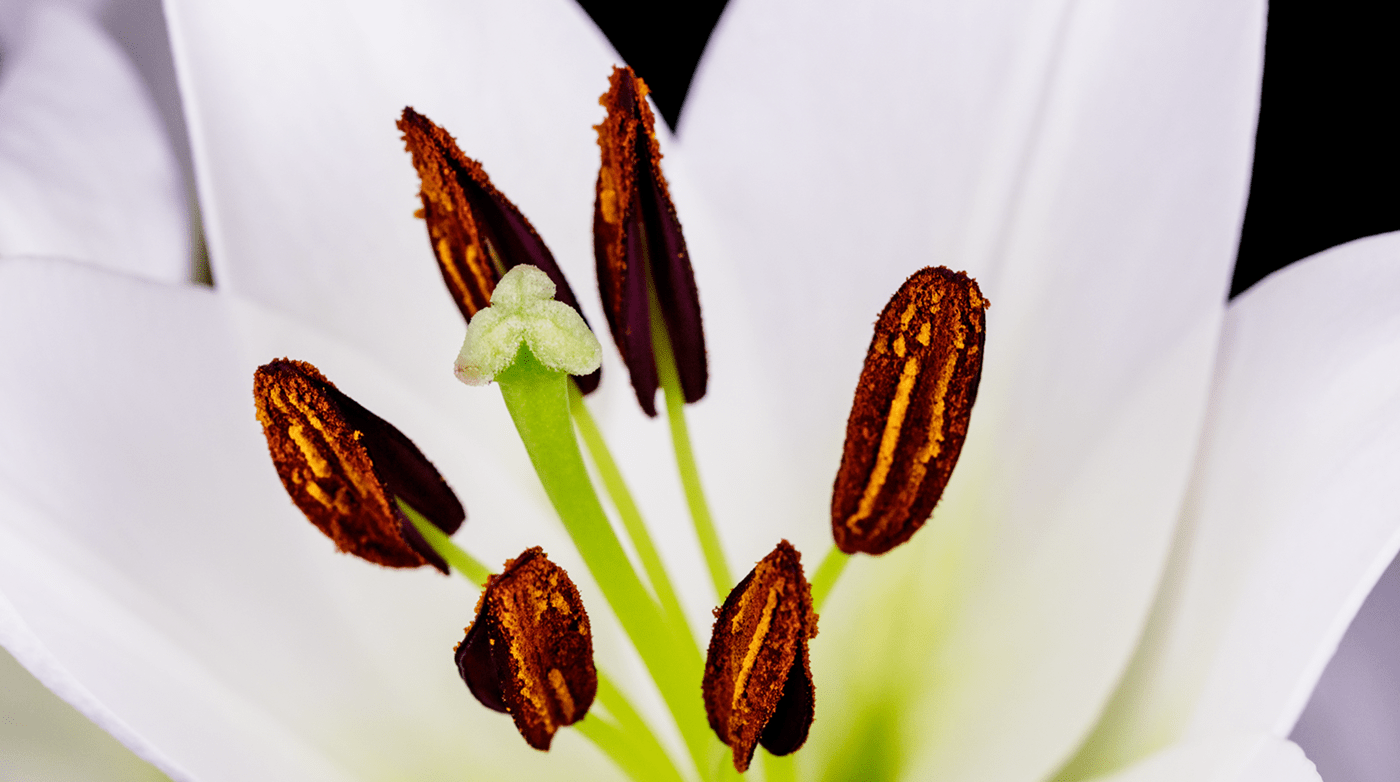 bloom blossom cycle eclosion de fleurs Fleurs Flowers life Nature orchidee timelapse