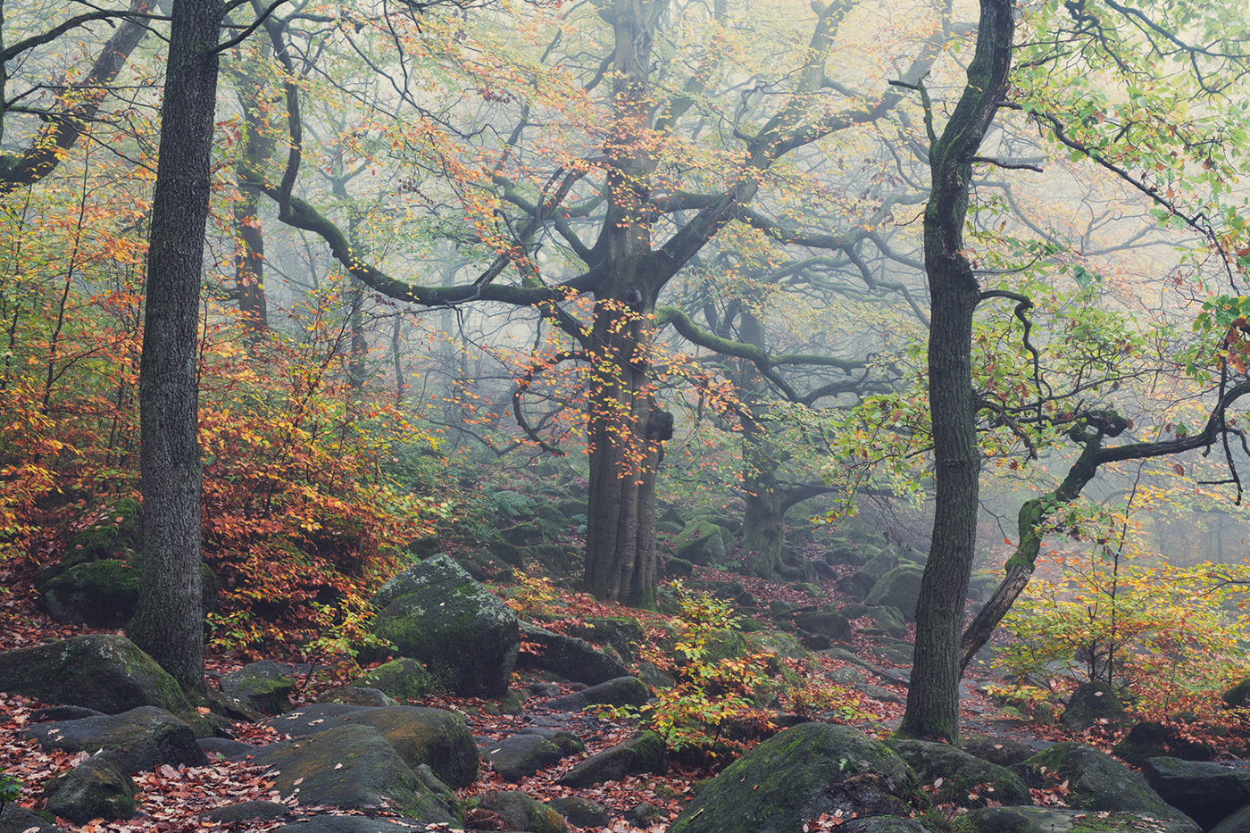 autumn curved gnarled Grove Landscape mist Nature oak Tree Treescape