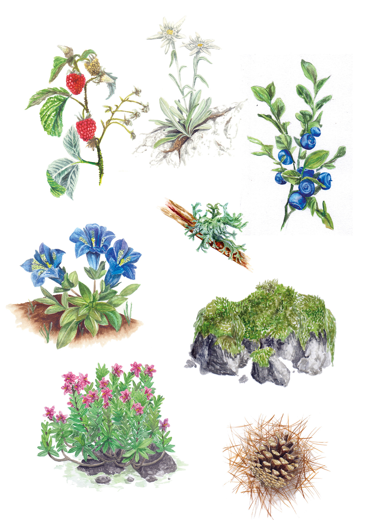 flower ILLUSTRATION  science Education montessori plants montain trentino wathercolor wildplants