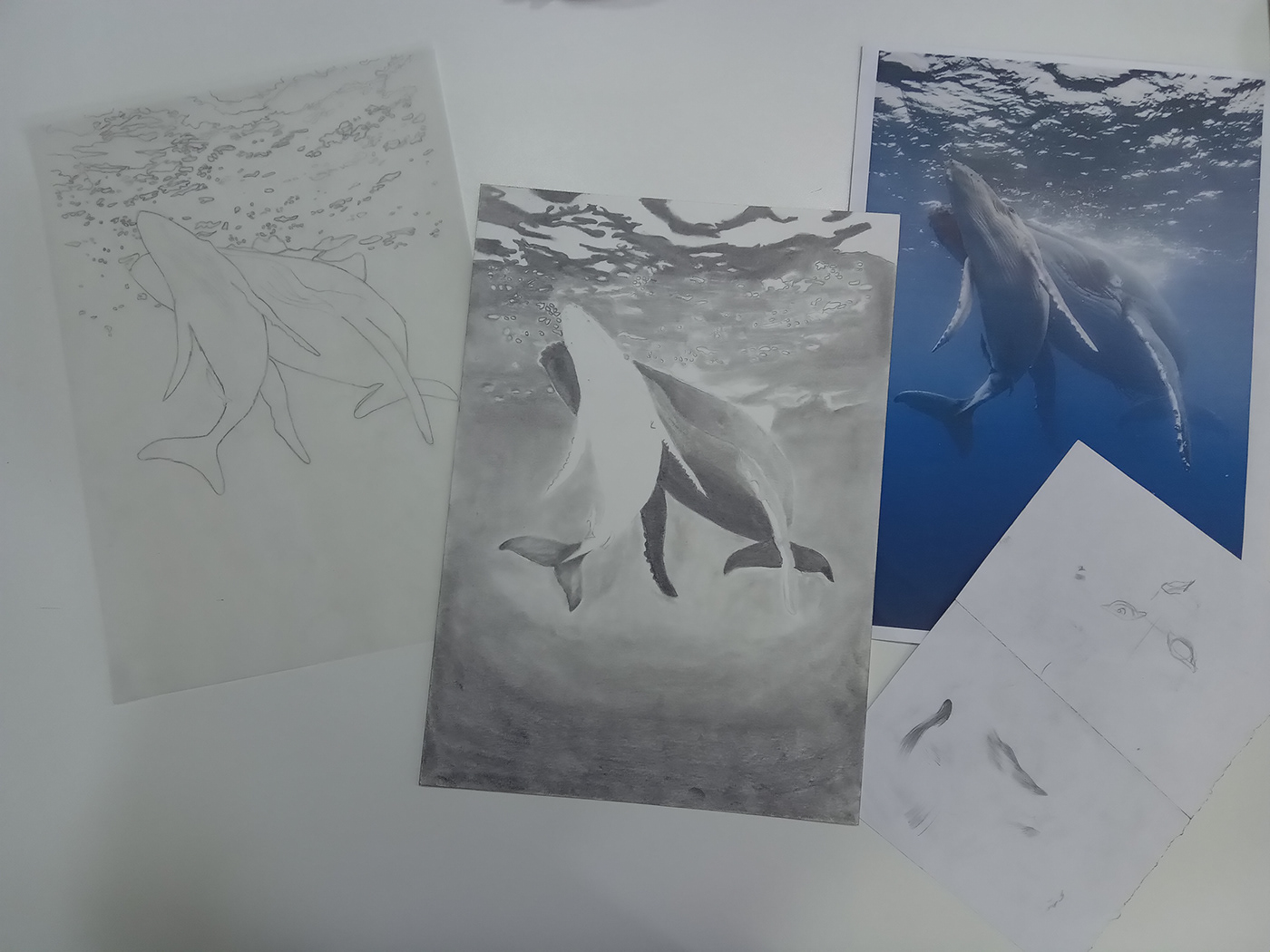 Ilustração desenho arte ilustracion Baleia baleias Ocean jubarte
