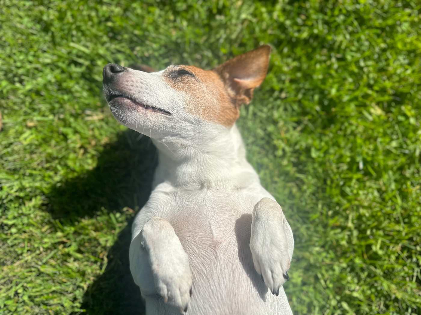 animals dogs pets Pet Portrait outside sunshine cute Fun