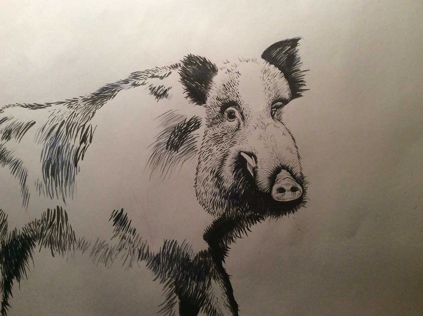 boar animal Drawing  Calligraphy   ink