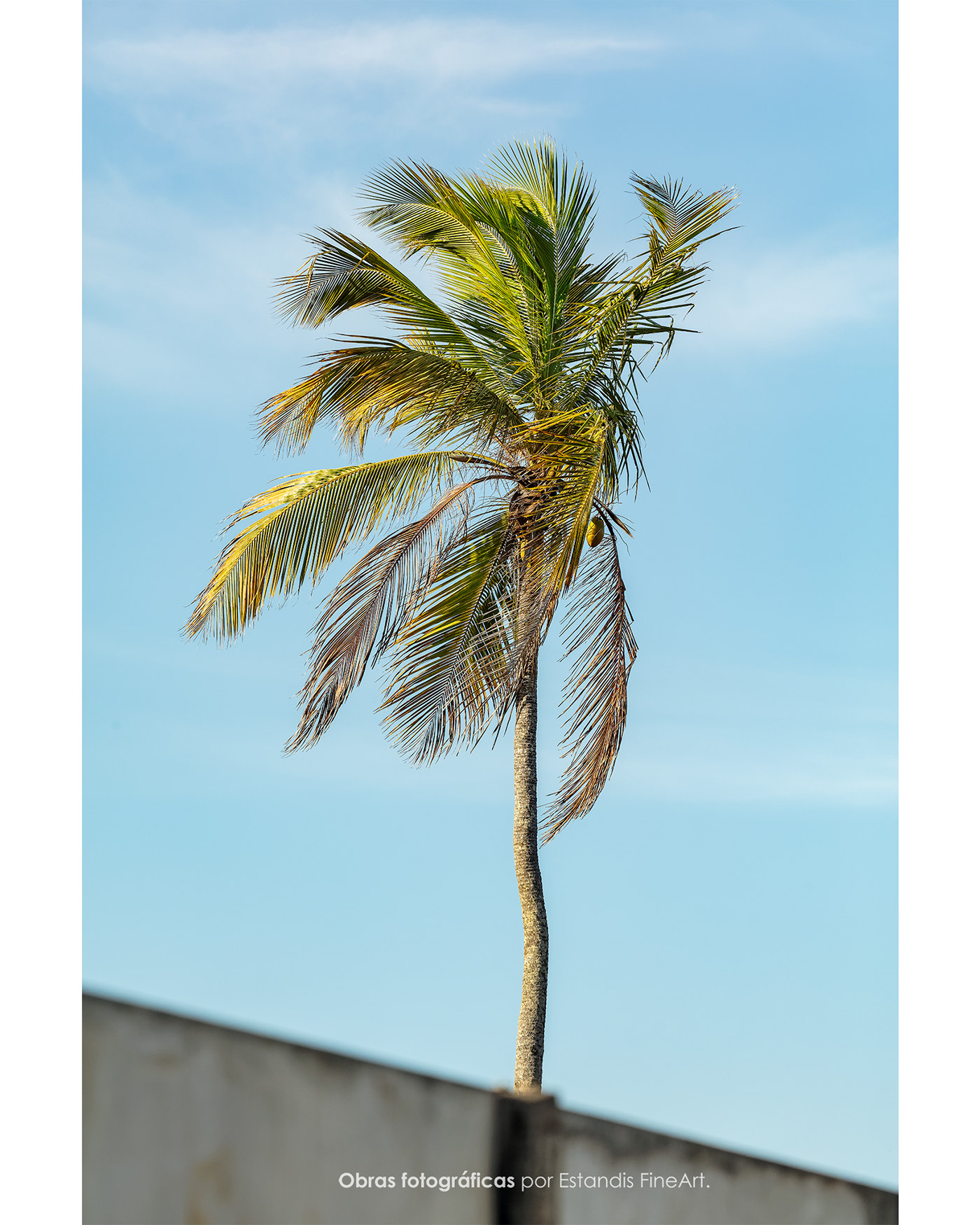 beach coconut tree sand Tropical