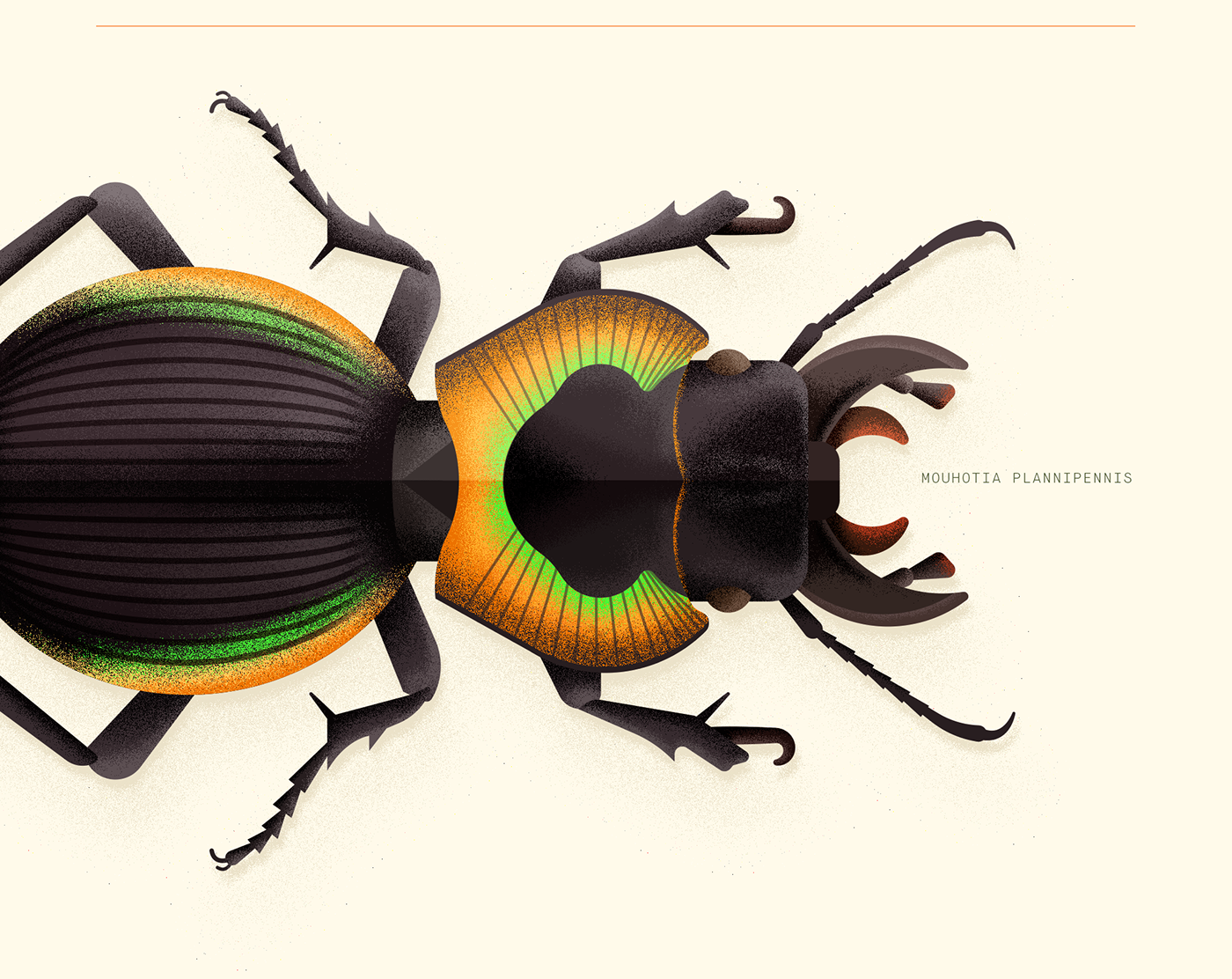 beetles Coleoptera ILLUSTRATION  vector Insects entomology science biology Digital Art  Scarab