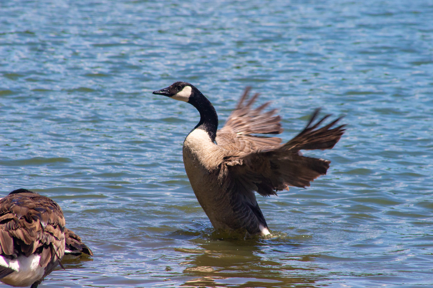 birds Flying geese Goose lake Nature water waterfowl wings